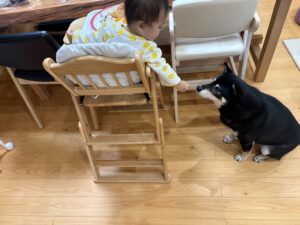 食べこぼしを狙う柴犬まめと1歳児