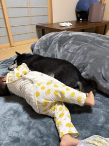 布団の上で気持ちよさそうに寝ている黒柴まめの夜の様子