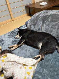 あったかい敷きパッドの上で赤ちゃんと黒柴がくっついて寝ている様子