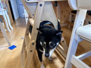 ダイニングチェアの下をくぐって食べこぼしを探す柴犬まめ