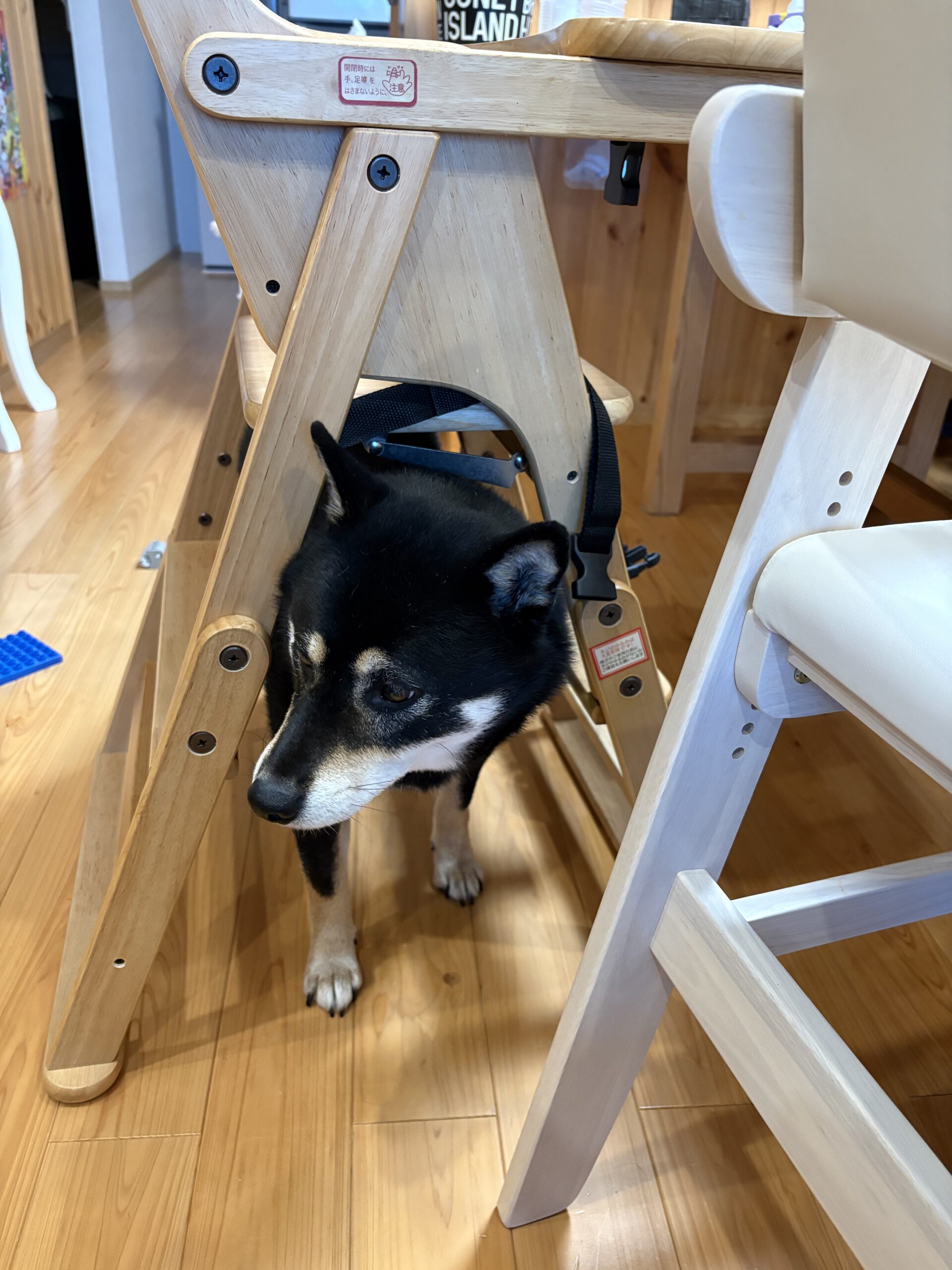 椅子の下で朝ごはんの食べこぼしを捜索する黒柴まめ