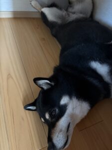 壁と床を使ってスパイダーマンのような体勢で寝ている黒柴まめ