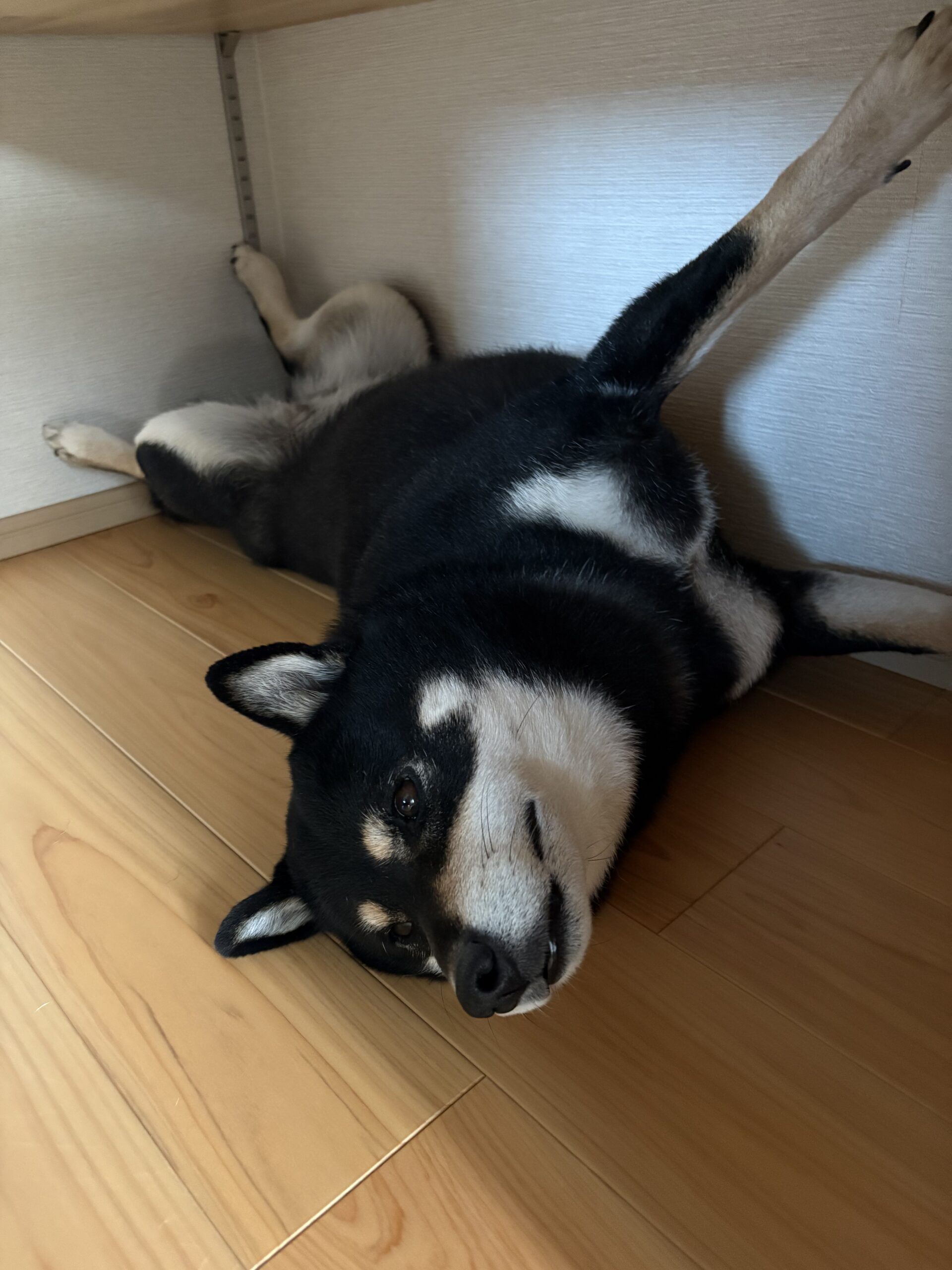 壁際でだらけきって熟睡する黒柴まめのアップ