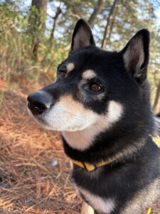 満足気な黒柴まめ