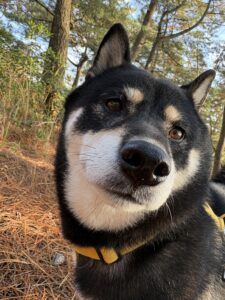 砂浜散歩中の黒柴まめのアップ写真
