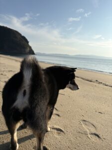 砂浜と海を眺める黒柴まめの後ろ姿