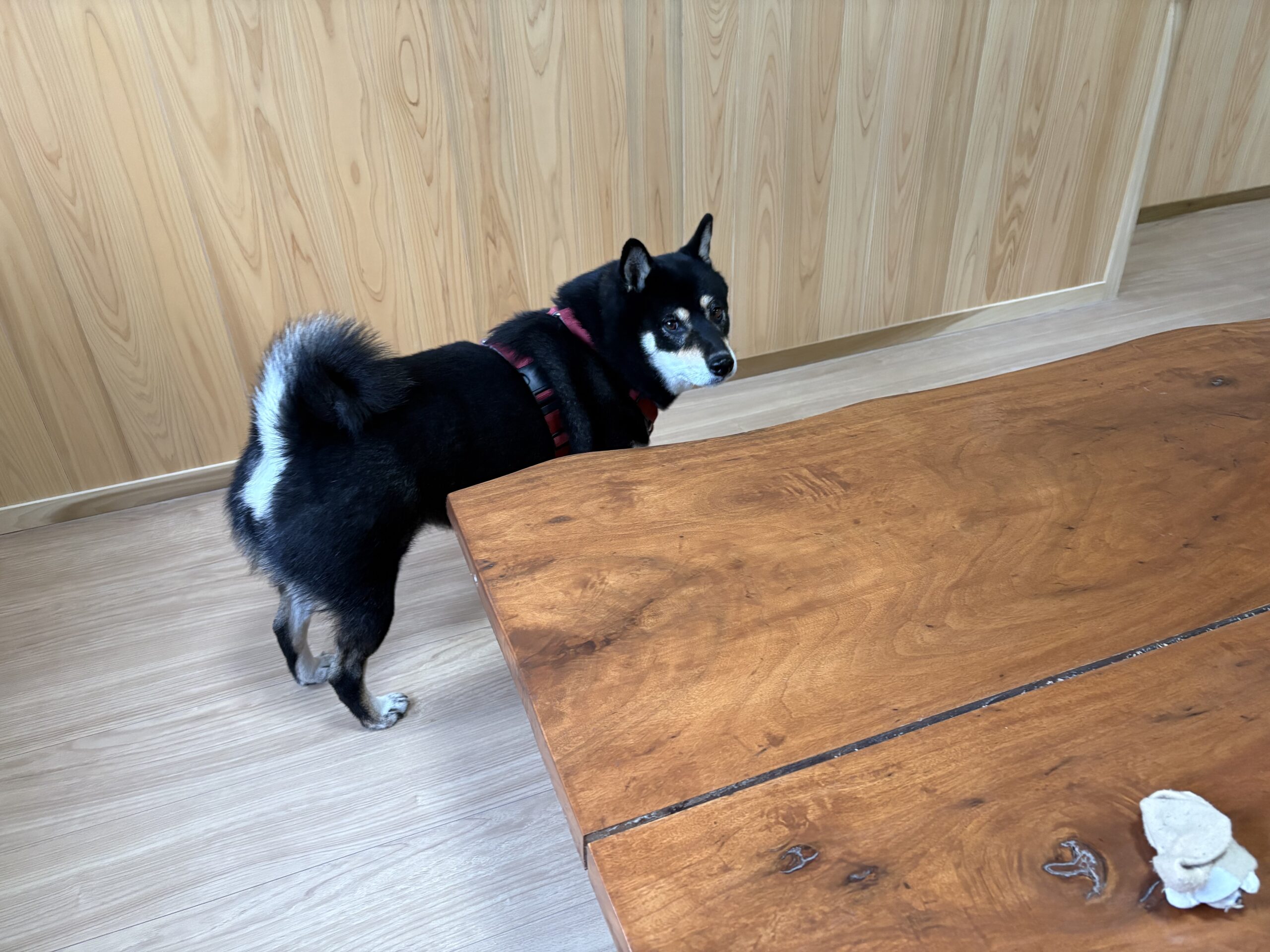 テーブルの向こうからこちらをチラ見する黒柴まめ