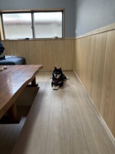 床に伏せてこちらを見る黒柴まめ