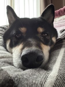 布団の上で顔アップのまめ