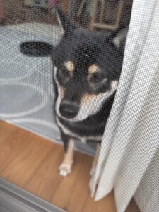 網戸越しにこちらを見るまめ（全身）