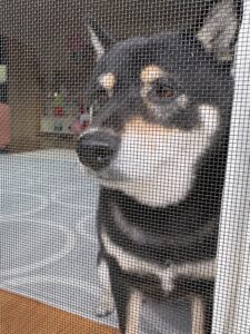 網戸越しのまめアップ