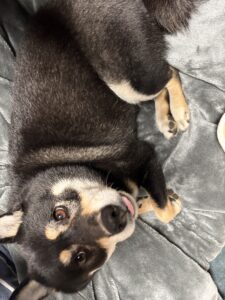 舌を少し出したまま眠る黒柴まめ