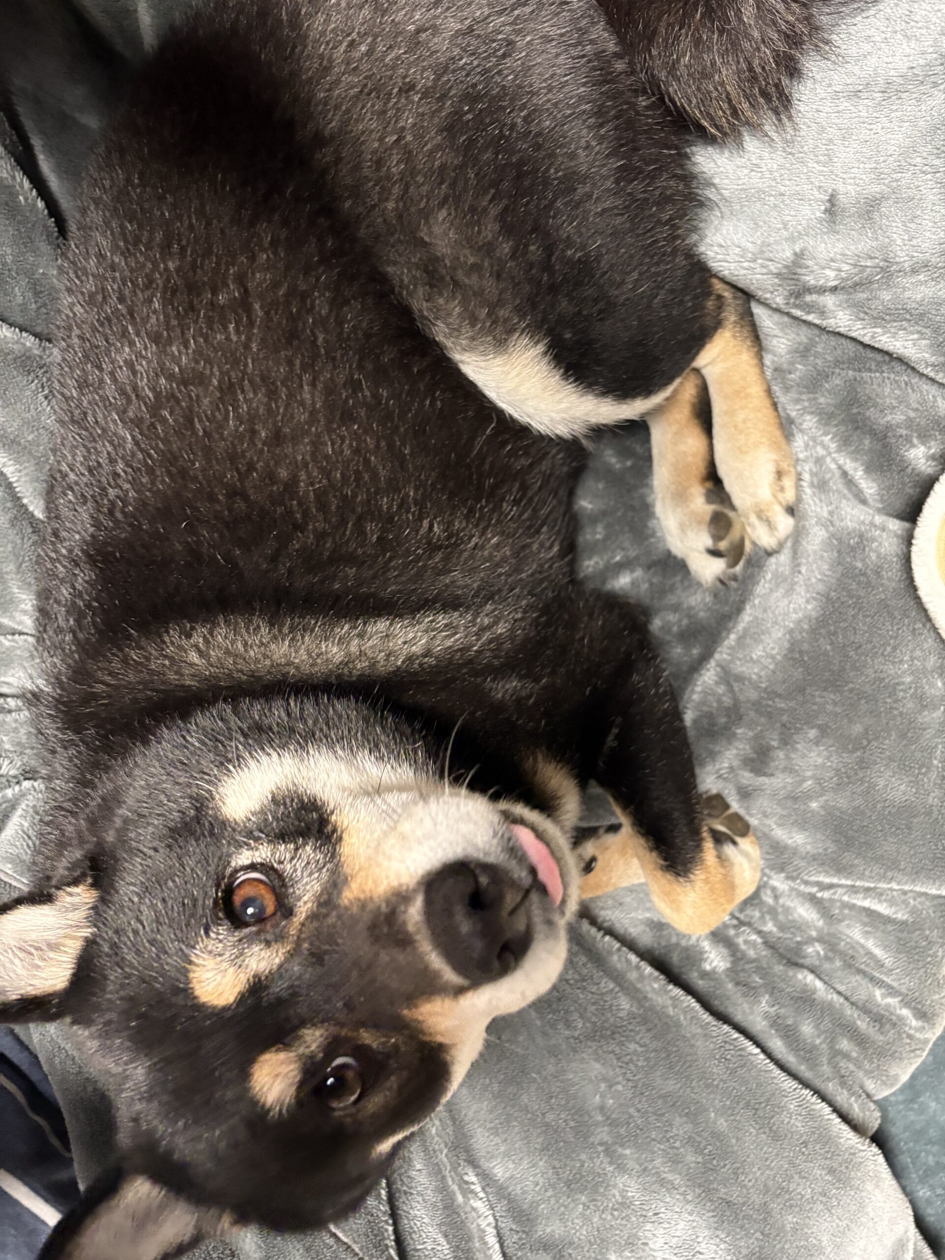 舌を少し出したまま眠る黒柴まめ