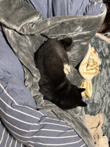 毛布に顔をうずめて寝転ぶ黒柴まめ
