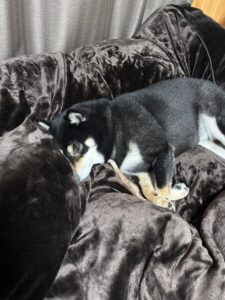 冬用布団の上で丸くなって眠る黒柴まめ