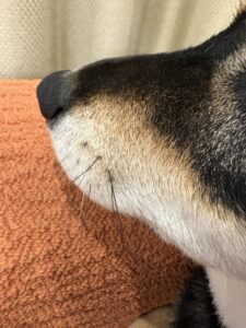 白い髭が見える黒柴まめの横顔アップ