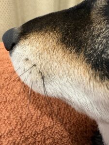 まめの口元にある白いおひげのクローズアップ