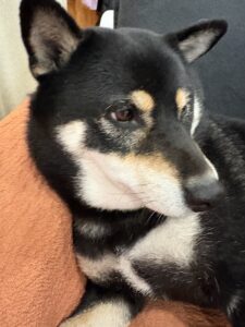 上の子が撮影したソファでくつろぐ黒柴まめ