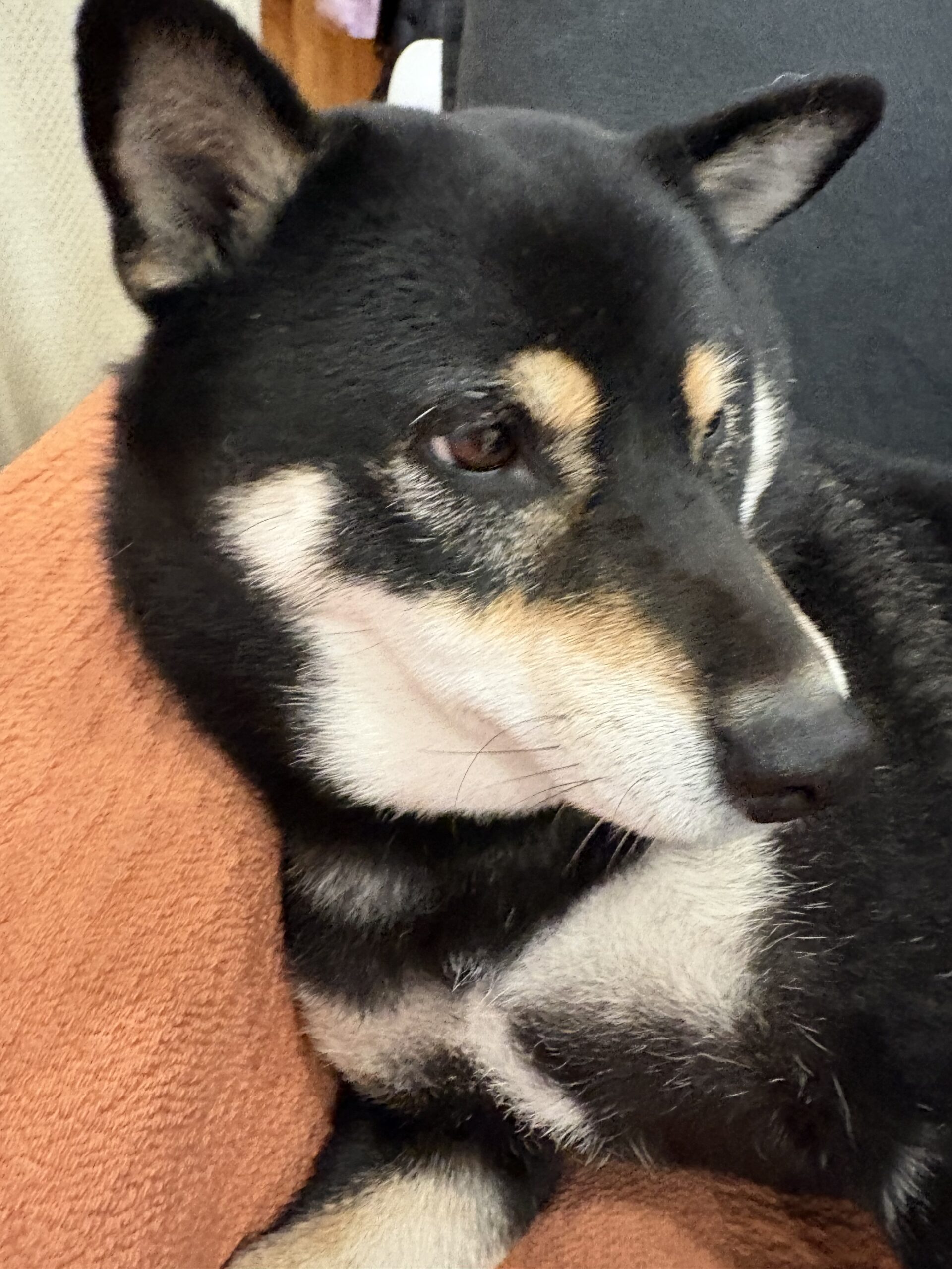 上の子が撮影したソファでくつろぐ黒柴まめ