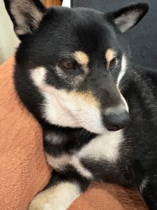 上の子が撮影したまめの正面ショット