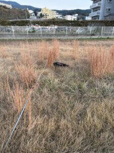 草むらでくん活をする黒柴まめ