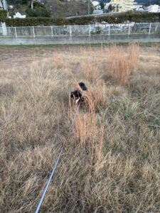 散歩中に草むらへ入っていく黒柴まめ