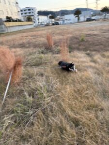 草むらを全力で走る黒柴まめ