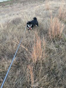 走り終わってこちらを見る黒柴まめ