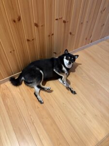 壁際でゴロンとしてこちらを見る全身写真