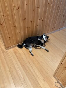 ひっくり返って寝ている写真