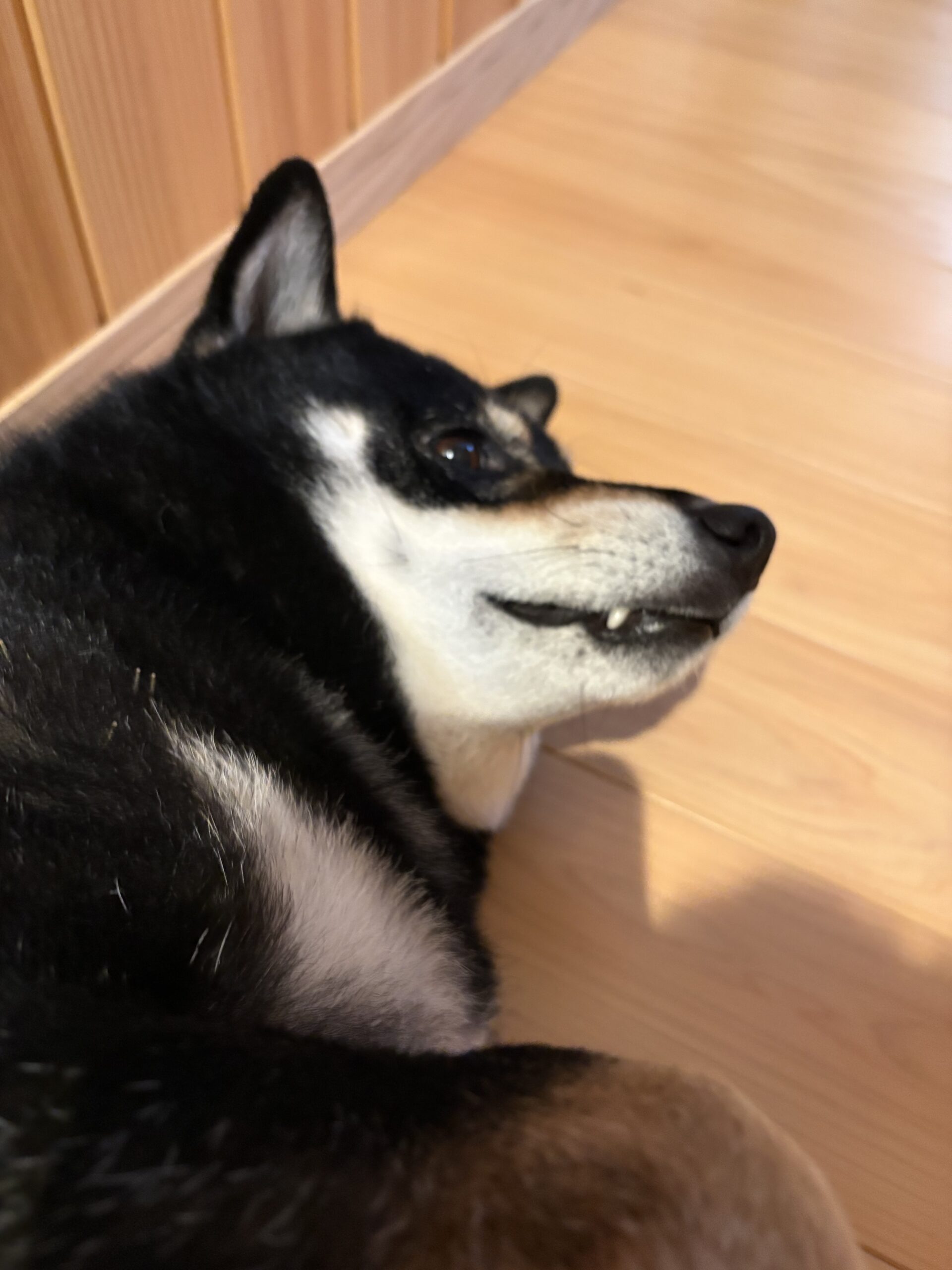 歯を出してこっちを見ているアップ写真