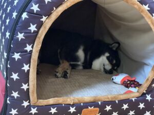 星柄のドームベッドでふて寝する黒柴まめ