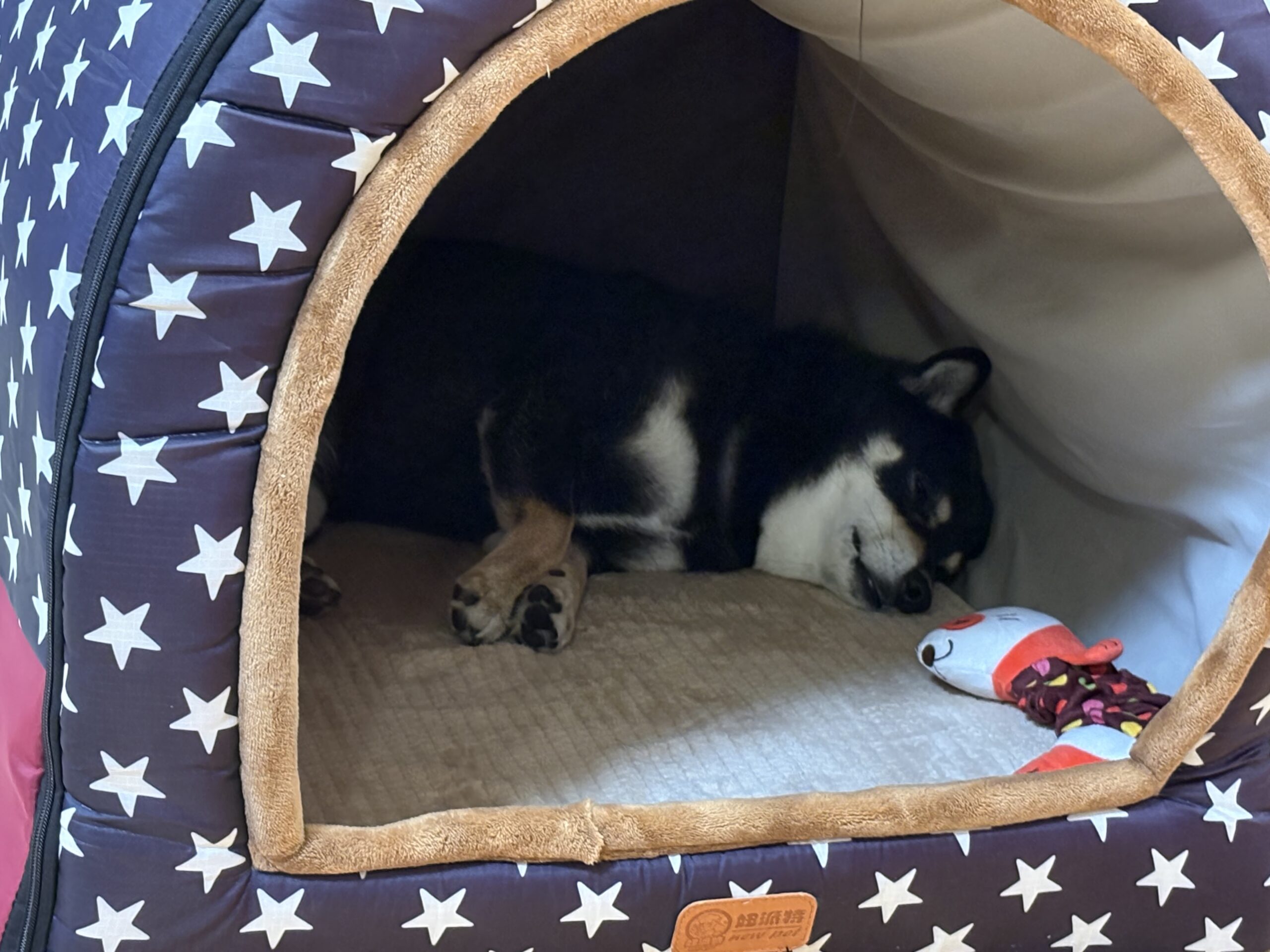 星柄のドームベッドでふて寝する黒柴まめ