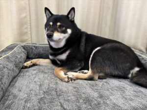 新調した犬用ベッドでくつろぐ黒柴まめ