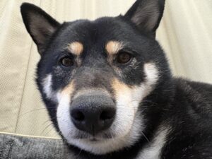 ベッドでリラックスする黒柴まめの顔アップ