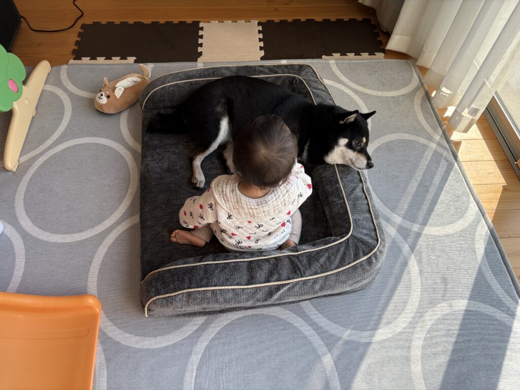 犬用ベッドの端に追いやられながら1歳児と一緒に寝そべる黒柴まめ