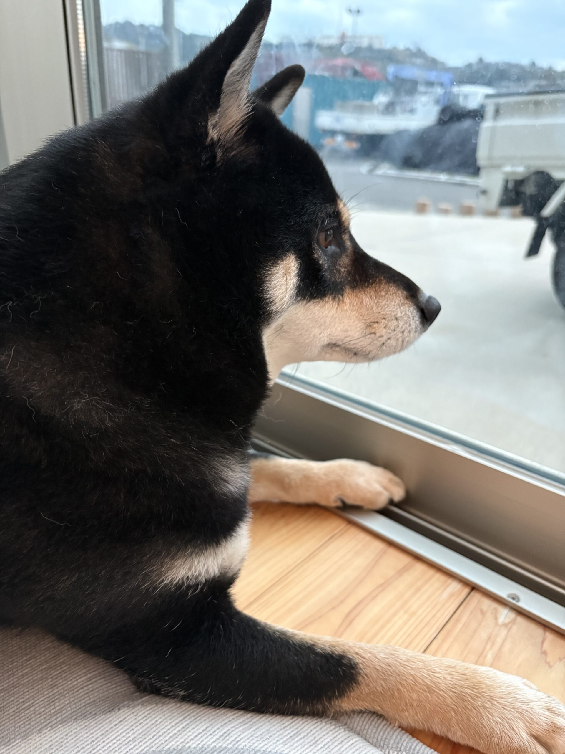 窓の外を見つめる黒柴まめの横顔