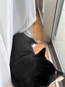 年末に静かに過ごす黒柴まめ