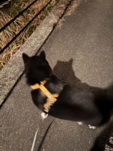 夜道を歩くまめ（横から）