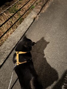 グイグイ歩くまめ（後ろ姿）