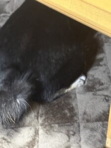 こたつの下で丸くなっているまめ