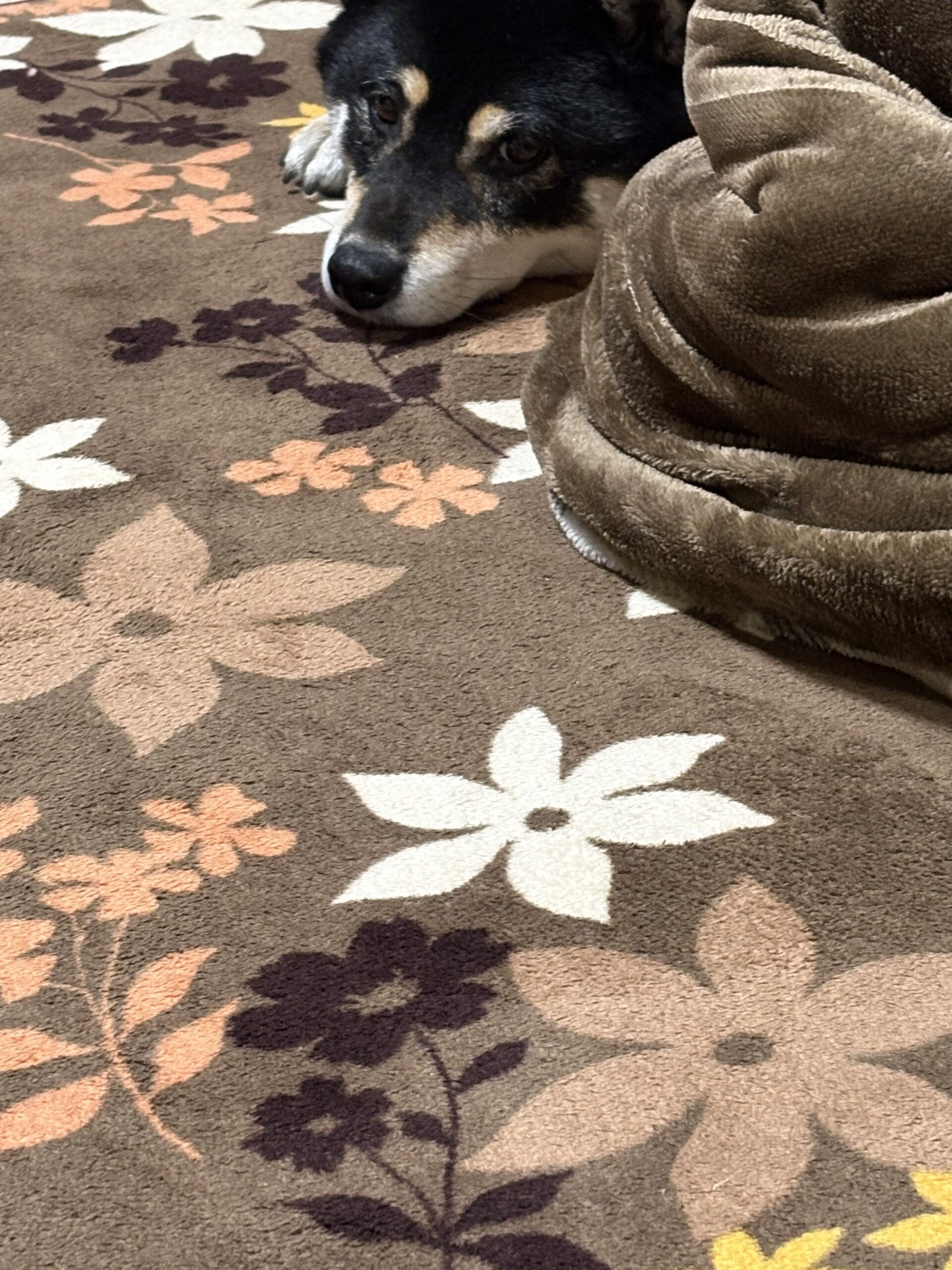 初雪の日、こたつ布団の横でのんびり伏せる黒柴まめの表情