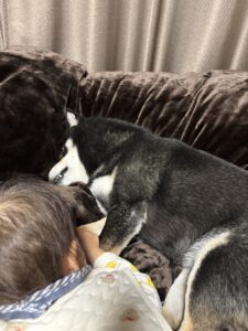 黒柴まめに顔をうずめる娘