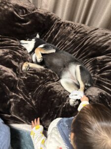 お尻拭きで足を拭かれる黒柴まめ