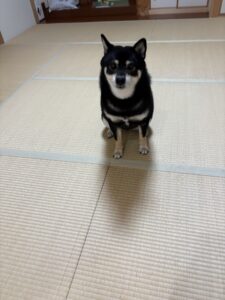 正月休み、畳の部屋で静かに座る黒柴まめ