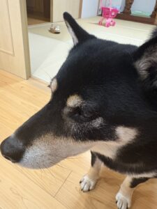 おやつを狙って静かに圧をかけてくる黒柴まめ