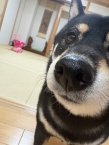 ビニール袋の音で駆け寄ってくる黒柴まめのどアップ