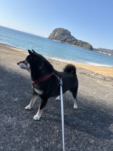 青空と海を背景に立つ黒柴まめ