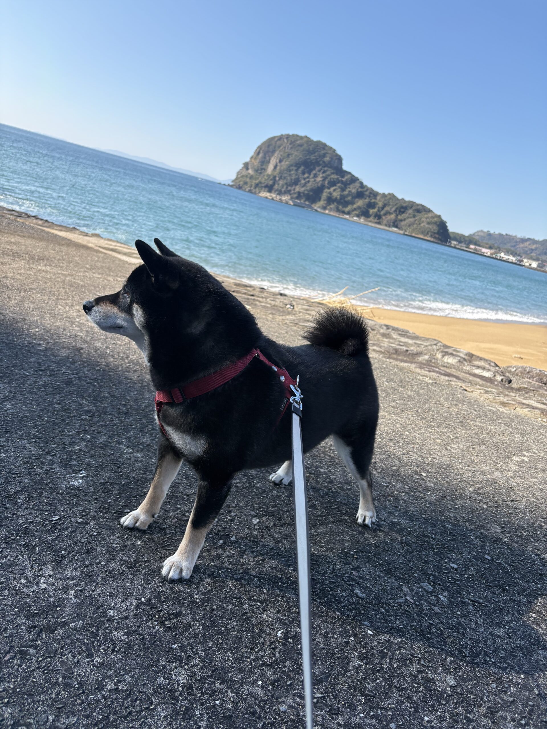 青空と海を背景に立つ黒柴まめ