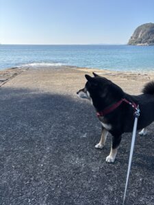 波の音を警戒して海を見つめる黒柴まめ
